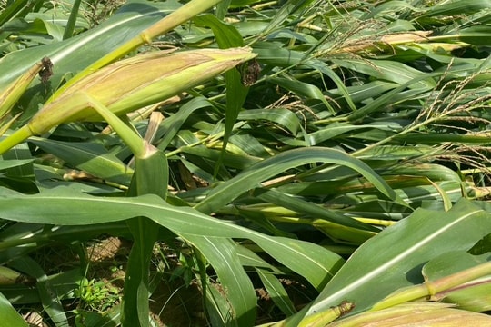 35 ha ngô ở Thanh Chương bị đổ rạp sau trận mưa lớn