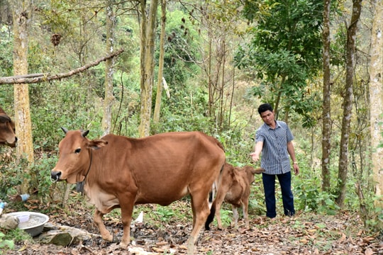 Trưởng bản nơi rẻo cao đi đầu chăn nuôi, trồng trọt