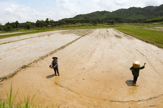 Cách làm hay để xã vùng lụt ở Nghệ An không bỏ hoang ruộng hè thu