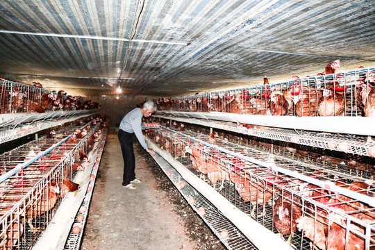 Chi phí tăng, giá bán giảm, các trại gà Nghệ An lỗ nặng