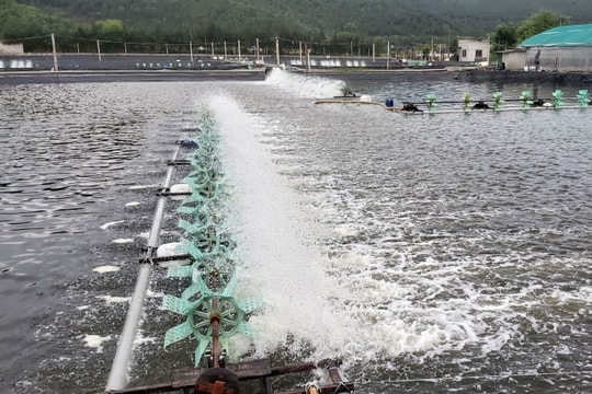 Người nuôi tôm Nghệ An sử dụng máy phát điện 'khủng' đối phó với mất điện
