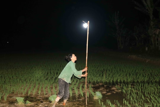 Nông dân Nghệ An đội đèn nhổ mạ, cấy lúa đêm tránh nắng