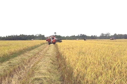 Giá lúa gạo xuất khẩu của Việt Nam cao nhất thế giới; giá vàng và đô la tăng trở lại