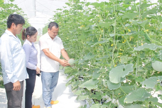 Nhiều cách làm trong phát triển cây trồng hàng hoá ở Thanh Chương