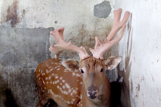 Một xã ở Nghệ An có thu nhập cao từ nghề nuôi hươu