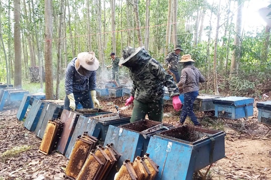Mật ong rớt giá thảm, chủ trại nuôi ong chịu lỗ cầm hơi