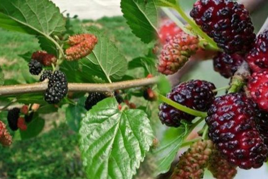 Dâu tằm - cây thuốc hỗ trợ điều trị viêm họng mùa hè