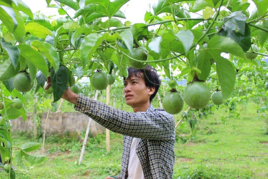 Quyết tâm nối lại 'mối duyên' với cây xóa nghèo tại vùng biên xứ Nghệ