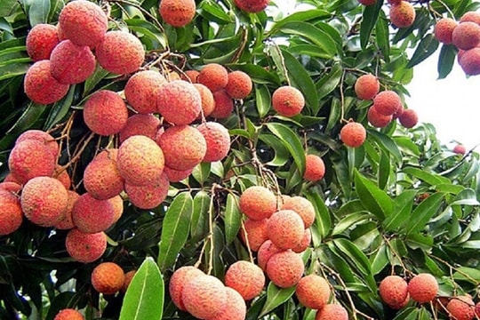 Giá cà phê tăng đột biến, đạt mốc kỷ lục mới; Vải hạt ngọc 320 ngàn đồng/kg vẫn ‘cháy’ hàng