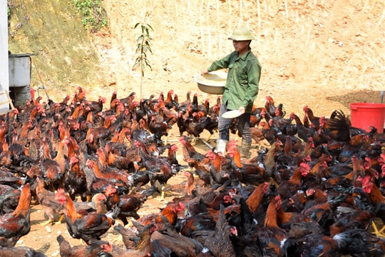 Gà thịt ở Nghệ An rớt giá, do đâu?