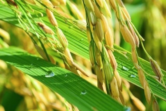 Cuối tuần nhiều mặt hàng tăng giá; vàng đảo chiều giảm nhẹ