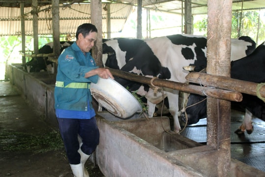 Nông dân Quỳnh Lưu nỗ lực nâng cao chất lượng đàn bò sữa