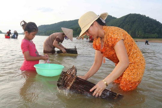 Người dân Thanh Chương đổ xô ra sông Lam bắt hến 