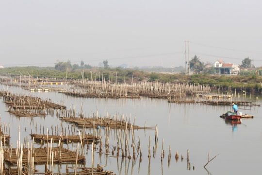 Nuôi hàu trái phép, lấn chiếm cả lòng sông tại vùng ven biển Quỳnh Lưu