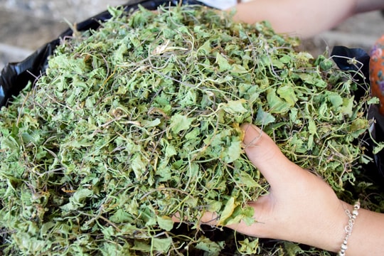 Nắng nóng, rau má Yên Thành đắt hàng