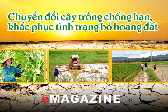 Chuyển đổi cây trồng chống hạn, khắc phục tình trạng bỏ hoang đất ở Nghệ An 