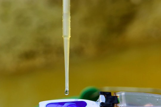 Xâm nhập mặn khiến nông dân 'tiến thoái lưỡng nan'