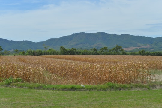 Hồ đập ở Nghệ An cạn kiệt, đồng ruộng khô nẻ 