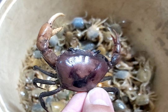 Cua đồng Yên Thành 'cháy hàng', có thời điểm lên 120.000 đồng/kg 