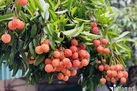 Vải thiều Việt nổi danh toàn cầu: Ồ ạt xuất đi Mỹ - Nhật, giá 800.000 đồng mỗi kg