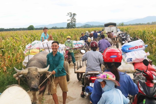 Nhộn nhịp mùa thu hoạch ngô bãi sông Lam