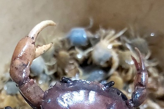 Cua đồng Yên Thành 'cháy hàng'