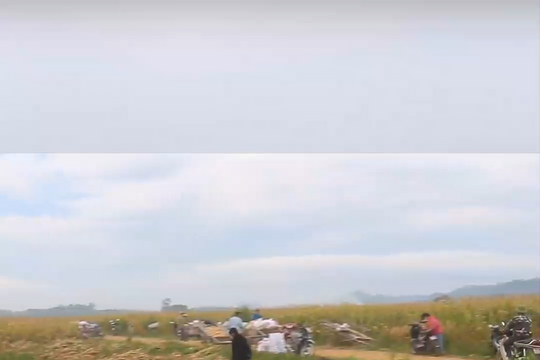 Thu hoạch ngô ven sông Lam vui như trẩy hội