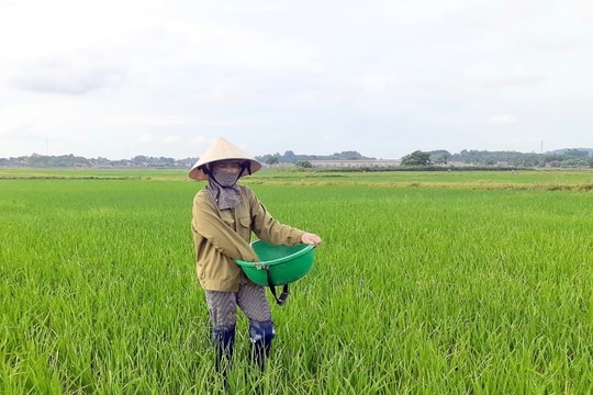 Đợt mưa quý giải cơn khát cho lúa hè thu - mùa tại Nghệ An