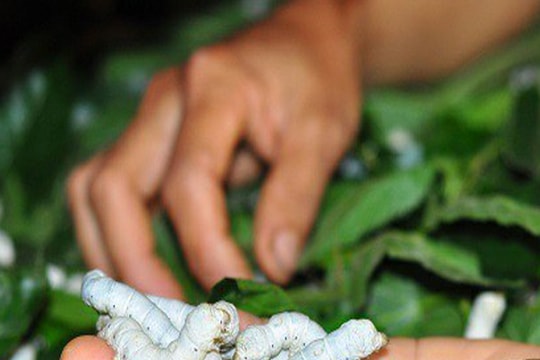 Người dân Diễn Kim nuôi con thi nhau ‘ăn lên’