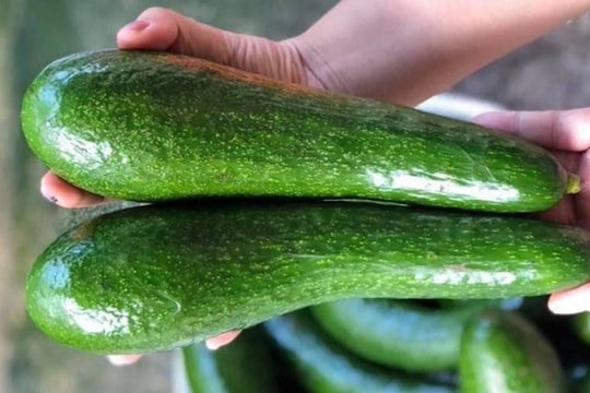 Thị trường gas trong nước và thế giới đồng loạt giảm; Đặc sản bơ Lâm Đồng rớt giá mạnh