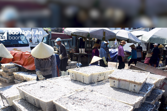 Ngư dân thất thu sau chuyến biển chủ yếu là cá tạp