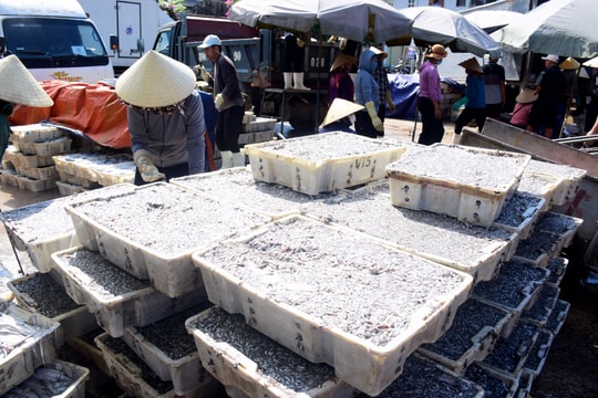 Thuyền về đầy cá, vì sao ngư dân vẫn chưa có lãi?