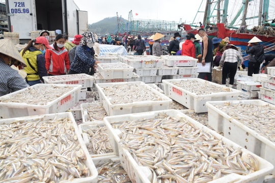 Ngư dân Nghệ An thu gần 2.000 tỷ đồng từ khai thác hải sản