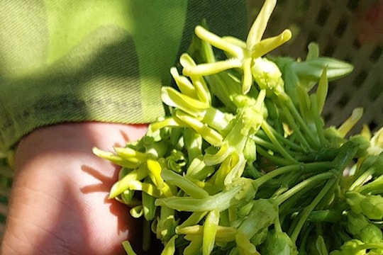 Giá hoa thiên lý 'neo' cao, người trồng phấn khởi