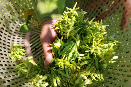 Rộ mùa, loại hoa giải nhiệt ở Nam Đàn vẫn 'neo' giá cao