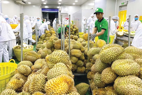 Giá cà phê trong nước giảm mạnh; Sầu riêng Thái cạnh tranh với hàng Việt