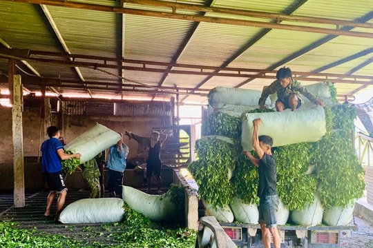 Nắng hạn, giá chè nguyên liệu ở Nghệ An tăng cao