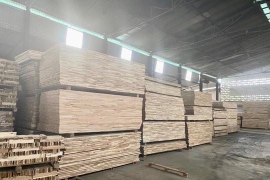 Xuất khẩu gỗ gặp khó, nhiều rừng nguyên liệu ở Nghệ An phải dừng khai thác