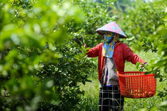 Lá chanh, lá ổi được thương lái Nghệ An thu mua giá cao