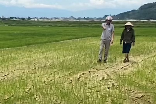 Báo động nguy cơ lúa chết khô vì nước tưới bị xâm nhập mặn
