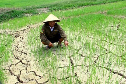 Đồng ruộng nứt nẻ do xâm nhập mặn, nguy cơ lúa chết ngay từ đầu vụ