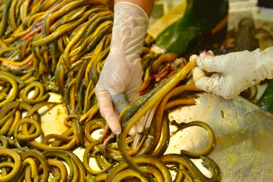 Thăm 'vựa' lươn lớn nhất miền Trung tại Nghệ An