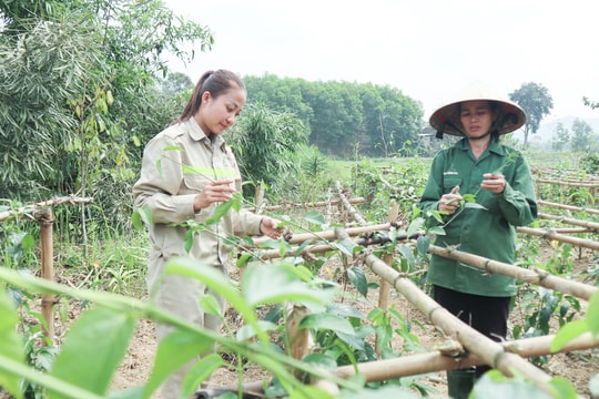 Thiếu vùng nguyên liệu tập trung để phát triển sản phẩm OCOP