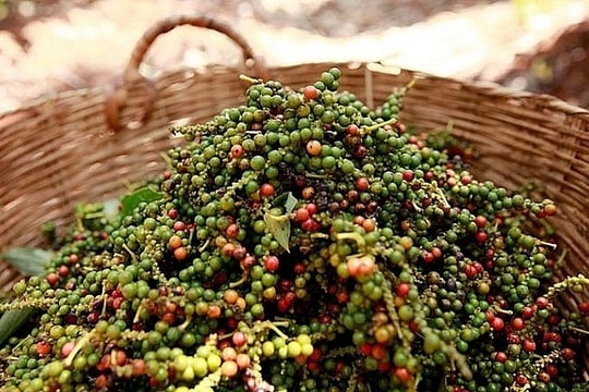 Giá tiêu lao dốc, dòng tiền chuyển sang cà phê; Giá lợn tăng trên diện rộng, cao nhất tại Nghệ An