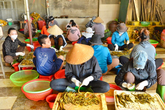 Visiting the Central Region’s largest eel farm in Nghe An