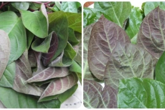 Lá mơ trị bệnh gì?