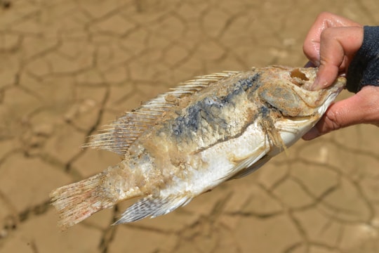 Nắng nóng kéo dài, Nghệ An hồ khô cạn, cá chết nhiều 