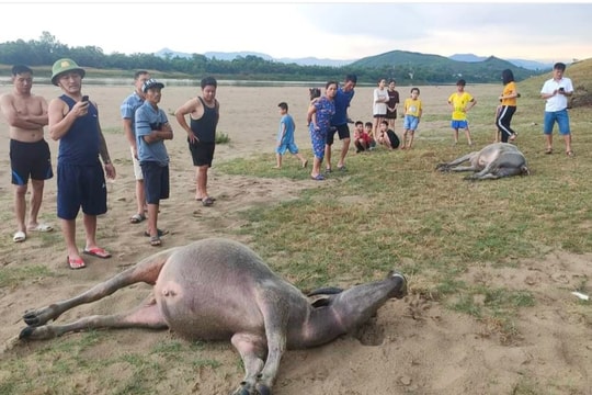 Đi ăn ở ven sông Lam, 2 con trâu bị sét đánh chết 