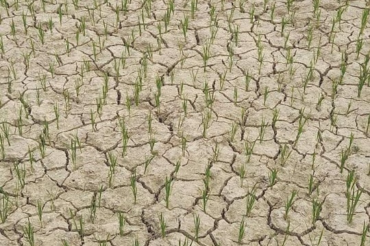 Ruộng khô nứt nẻ, ngô, sắn héo rũ ở biên giới xứ Nghệ