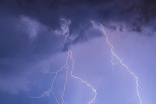 7 con bò bị sét đánh chết